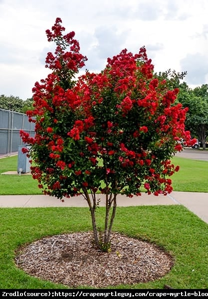 Lagerstremia indyjska  Red Imperator - Bez Południa GŁĘBOKA CZERWIEŃ - Lagerstroemia  indica  Red Imperator