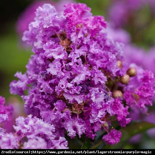 Lagerstremia indyjska Purpurea - Bez Południa RARYTAS WŚRÓD KRZEWÓW!!! - Lagerstroemia indica Purpurea