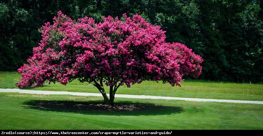 Lagerstremia indyjska Purpurea - Bez Południa RARYTAS WŚRÓD KRZEWÓW!!! - Lagerstroemia indica Purpurea