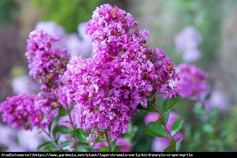 Lagerstremia indyjska Purpurea - Bez Południa RARYTAS WŚRÓD KRZEWÓW!!! - Lagerstroemia indica Purpurea