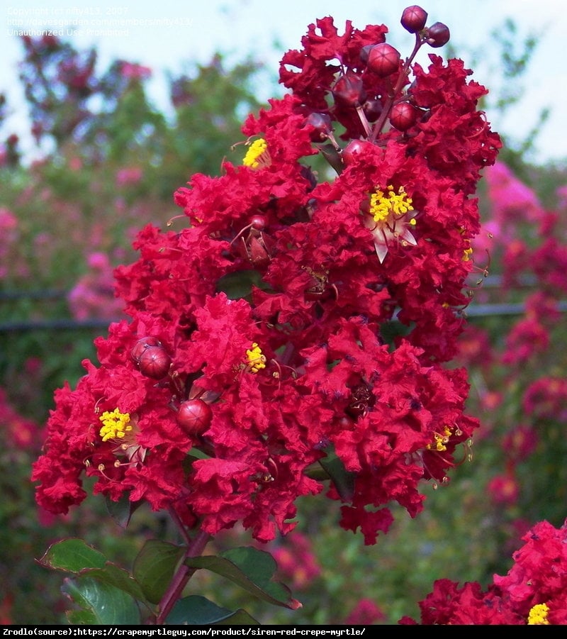 Lagerstremia indyjska  Rubra - Bez Południa - Lagerstroemia indica  Rubra