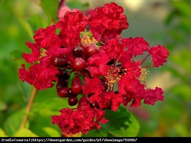 Lagerstremia indyjska  Rubra - Bez Południa - Lagerstroemia indica  Rubra