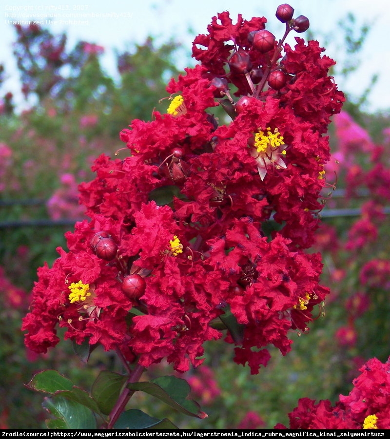 Lagerstremia indyjska  Rubra - Bez Południa - Lagerstroemia indica  Rubra