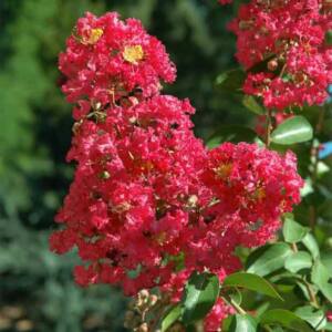 Lagerstremia indyjska  Rubra - Bez Południa - Lagerstroemia indica  Rubra