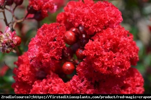 Lagerstremia indyjska Petite Red - Bez Południa KRWISTOCZERWONY - Lagerstroemia  indica Petite Red