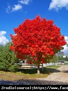 Lagerstremia indyjska Petite Red - Bez Południa KRWISTOCZERWONY - Lagerstroemia  indica Petite Red