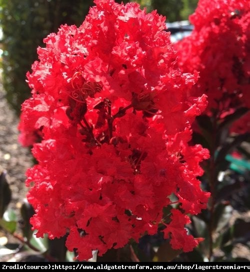 Lagerstremia indyjska Petite Red - Bez Południa KRWISTOCZERWONY - Lagerstroemia  indica Petite Red