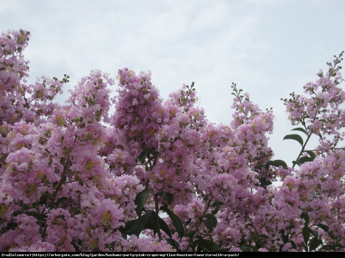 Lagerstremia indyjska Seaburn - Bez Południa, BIAŁO - RÓŻOWE kwiaty - Lagerstroemia indica Seaburn