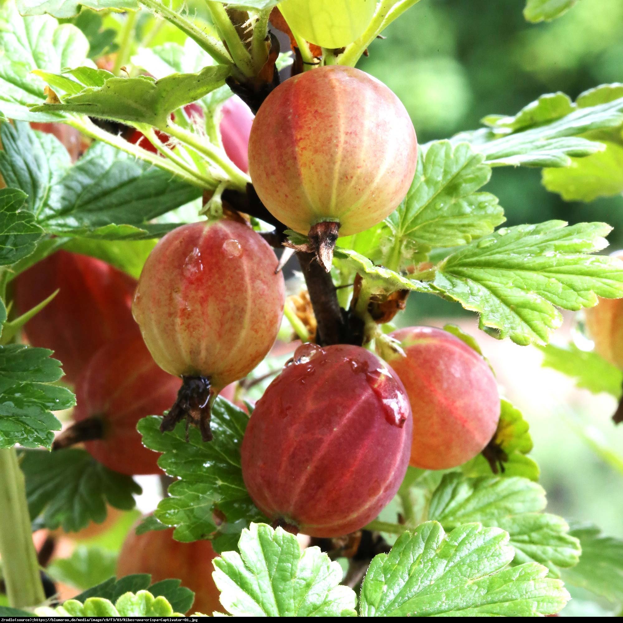 Agrest Captivator NA PNIU - BEZKOLCOWY I SMACZNY - Ribes uva-crispa Captivator