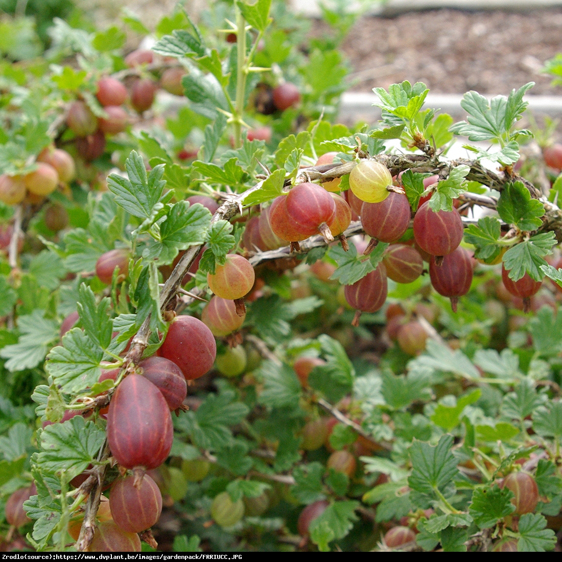 Agrest Captivator NA PNIU - BEZKOLCOWY I SMACZNY - Ribes uva-crispa Captivator