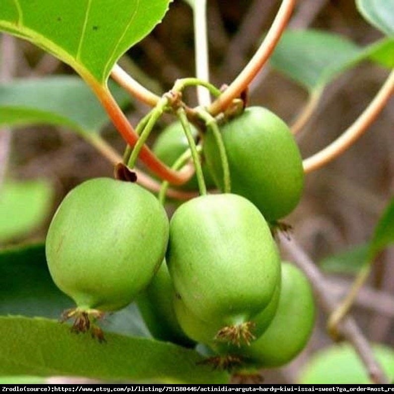 Mini Kiwi Aktinidia Ostrolistna VITIKIWI samopylna.NOWOŚĆ!!! -   Actinidia arguta 'Vitikiwi'