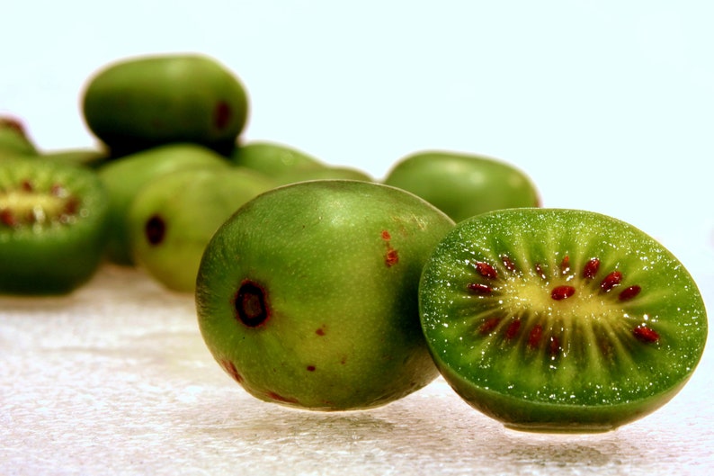 Mini Kiwi Aktinidia Ostrolistna VITIKIWI samopylna.NOWOŚĆ!!! -   Actinidia arguta 'Vitikiwi'