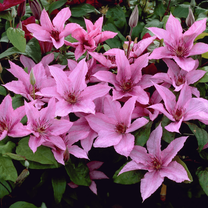 Powojnik Hagley Hybrid - ODPORNY i WYTRZYMAŁY - Clematis Hagley Hybrid