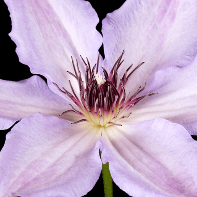 Powojnik Hagley Hybrid - ODPORNY i WYTRZYMAŁY - Clematis Hagley Hybrid