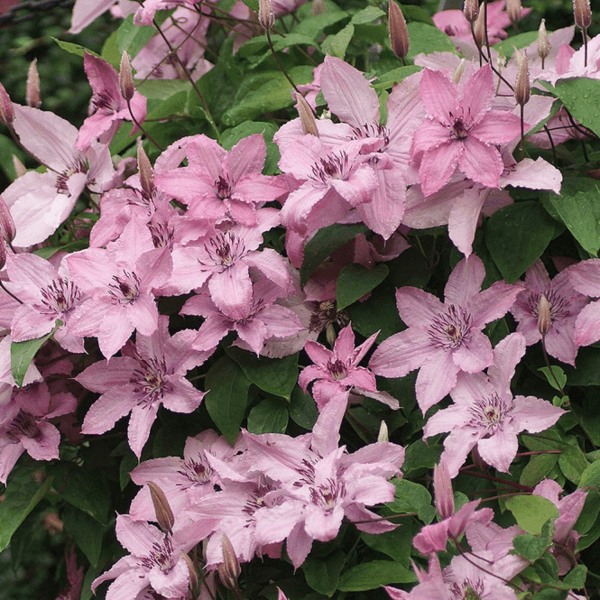 Powojnik Hagley Hybrid - ODPORNY i WYTRZYMAŁY - Clematis Hagley Hybrid