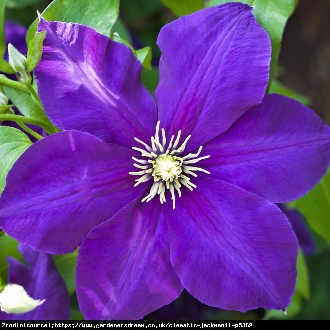 Powojnik Jackmanii - fioletowogranatowe KWIATY, obficie kwitnie!!! - Clematis Jackmanii