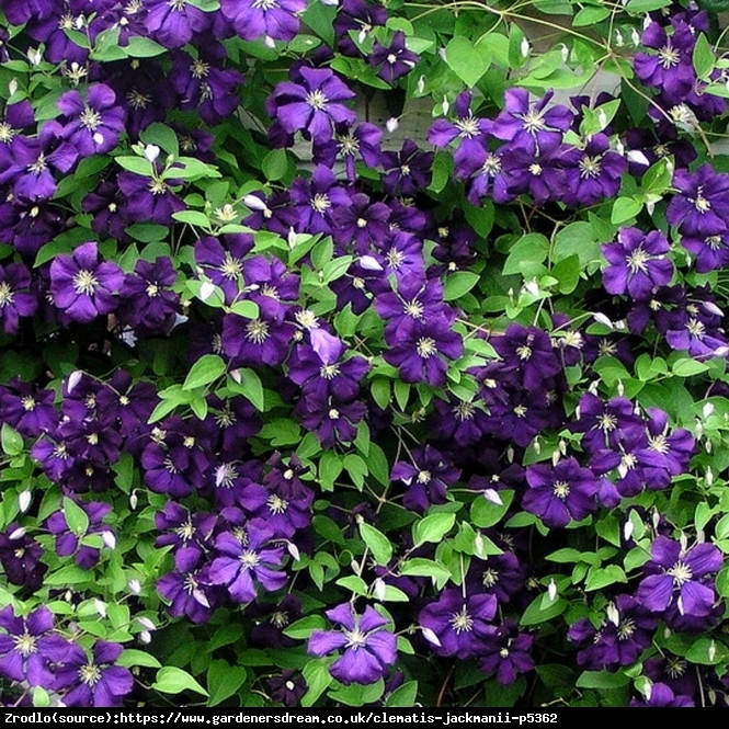 Powojnik Jackmanii - fioletowogranatowe KWIATY, obficie kwitnie!!! - Clematis Jackmanii