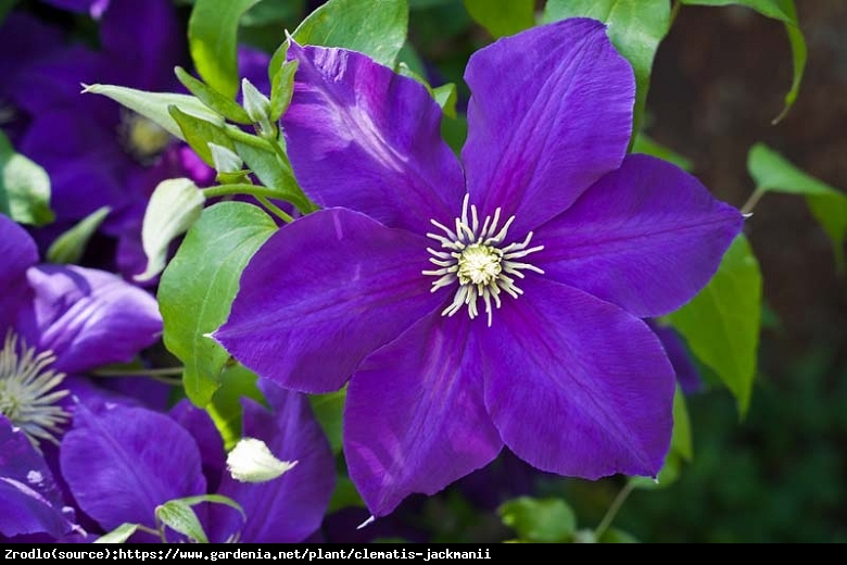 Powojnik Jackmanii - fioletowogranatowe KWIATY, obficie kwitnie!!! - Clematis Jackmanii