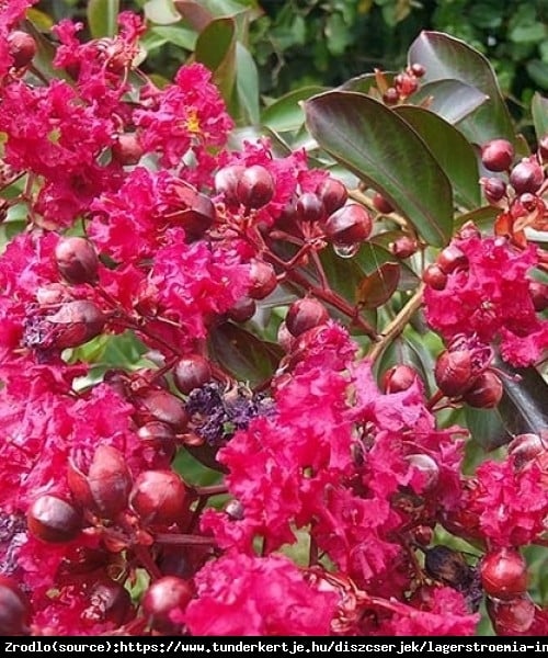 Lagerstremia indyjska Turenne - Bez Południa UNIKATOWY PURPUROWY KOLOR!!! - Lagerstroemia indica Turenne