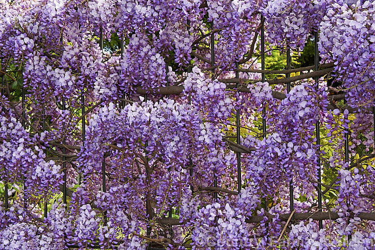 Glicynia chińska 'Amethyst' - Wisteria sinensis 'Amethyst'