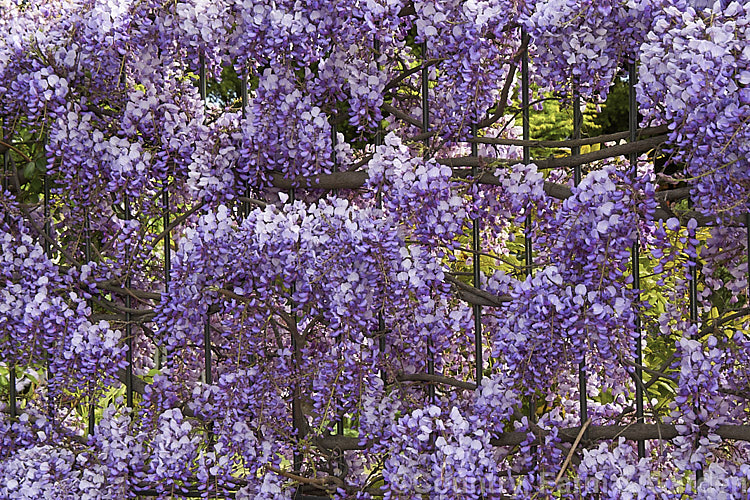 Glicynia chińska 'Amethyst' - Wisteria sinensis 'Amethyst'