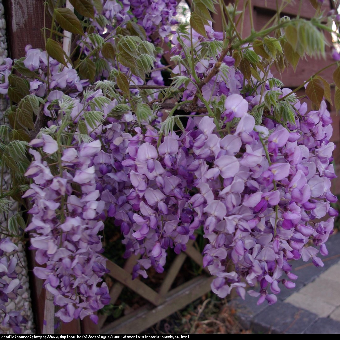 Glicynia chińska 'Amethyst' - Wisteria sinensis 'Amethyst'