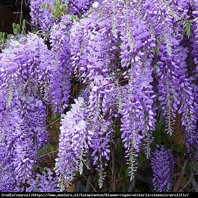 Glicynia chińska 'Amethyst' - Wisteria sinensis 'Amethyst'