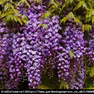 Wisteria Glicynia Pełna - Violacea plena