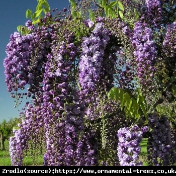 Wisteria Glicynia Pełna - Violacea plena