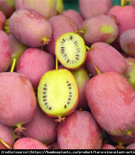 Mini Kiwi Aktinidia Ostrolistna  BINGO NOWOŚĆ!!! -   Actinidia arguta BINGO