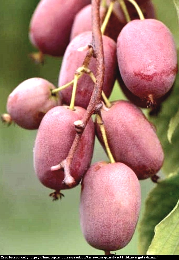 Mini Kiwi Aktinidia Ostrolistna  BINGO NOWOŚĆ!!! -   Actinidia arguta BINGO