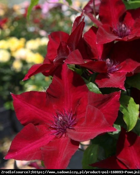 Powojnik wielkokwiatowy Perida - czerwonopurpurowe kwiaty, MAŁO WYMAGAJĄCY - Clematis Perida