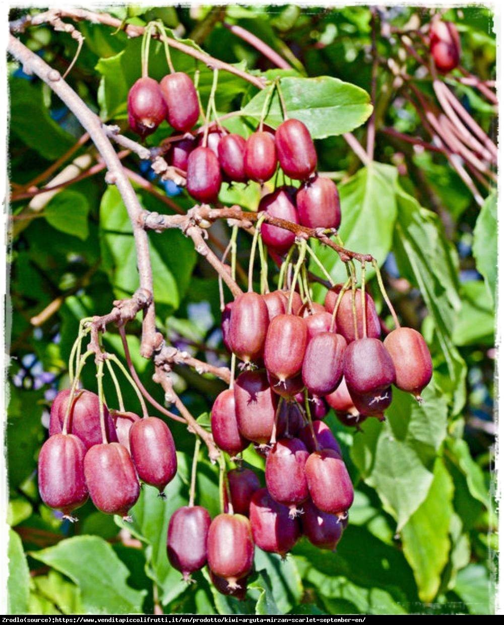 Mini Kiwi Aktinidia Ostrolistna  Mirzan Scarlet September NOWOŚĆ!!! -   Actinidia arguta Mirzan Scarlet September