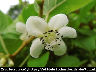 Kiwi mini Kokuwa SAMOPYLNA!!! - Aktinidia Kokuwa