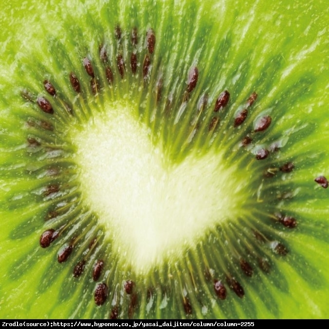 Mini Kiwi Aktinidia Solissimo -PRAWDZIWA BOMBA WITAMINOWA!!! - Actinidia hybr. Solissimo