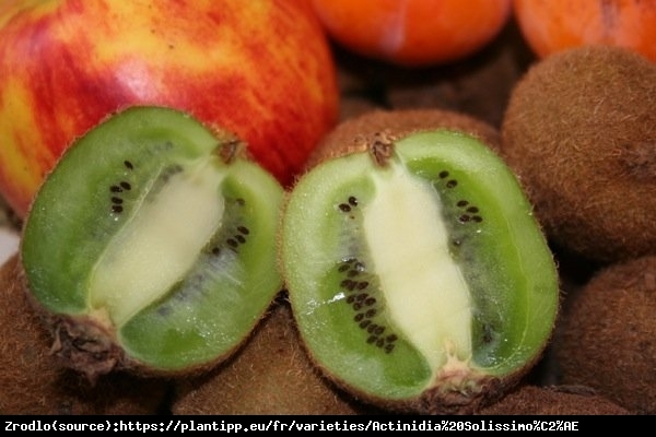 Mini Kiwi Aktinidia Solissimo -PRAWDZIWA BOMBA WITAMINOWA!!! - Actinidia hybr. Solissimo