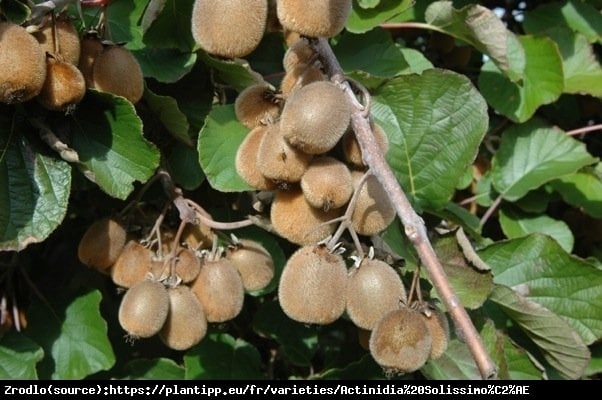 Mini Kiwi Aktinidia Solissimo -PRAWDZIWA BOMBA WITAMINOWA!!! - Actinidia hybr. Solissimo