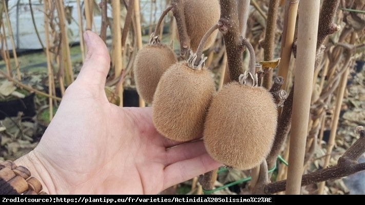 Mini Kiwi Aktinidia Solissimo -PRAWDZIWA BOMBA WITAMINOWA!!! - Actinidia hybr. Solissimo