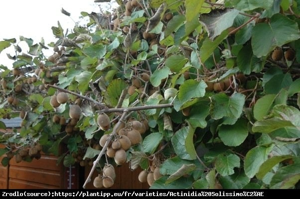 Mini Kiwi Aktinidia Solissimo -PRAWDZIWA BOMBA WITAMINOWA!!! - Actinidia hybr. Solissimo