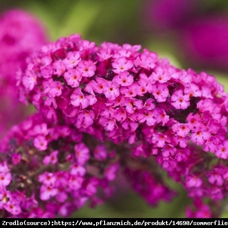 Budleja Dawida  Royal Red  NA PNIU !!! - Buddleia davidii  Royal Red 