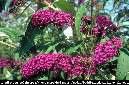 Budleja Dawida  Royal Red  NA PNIU !!! - Buddleia davidii  Royal Red 