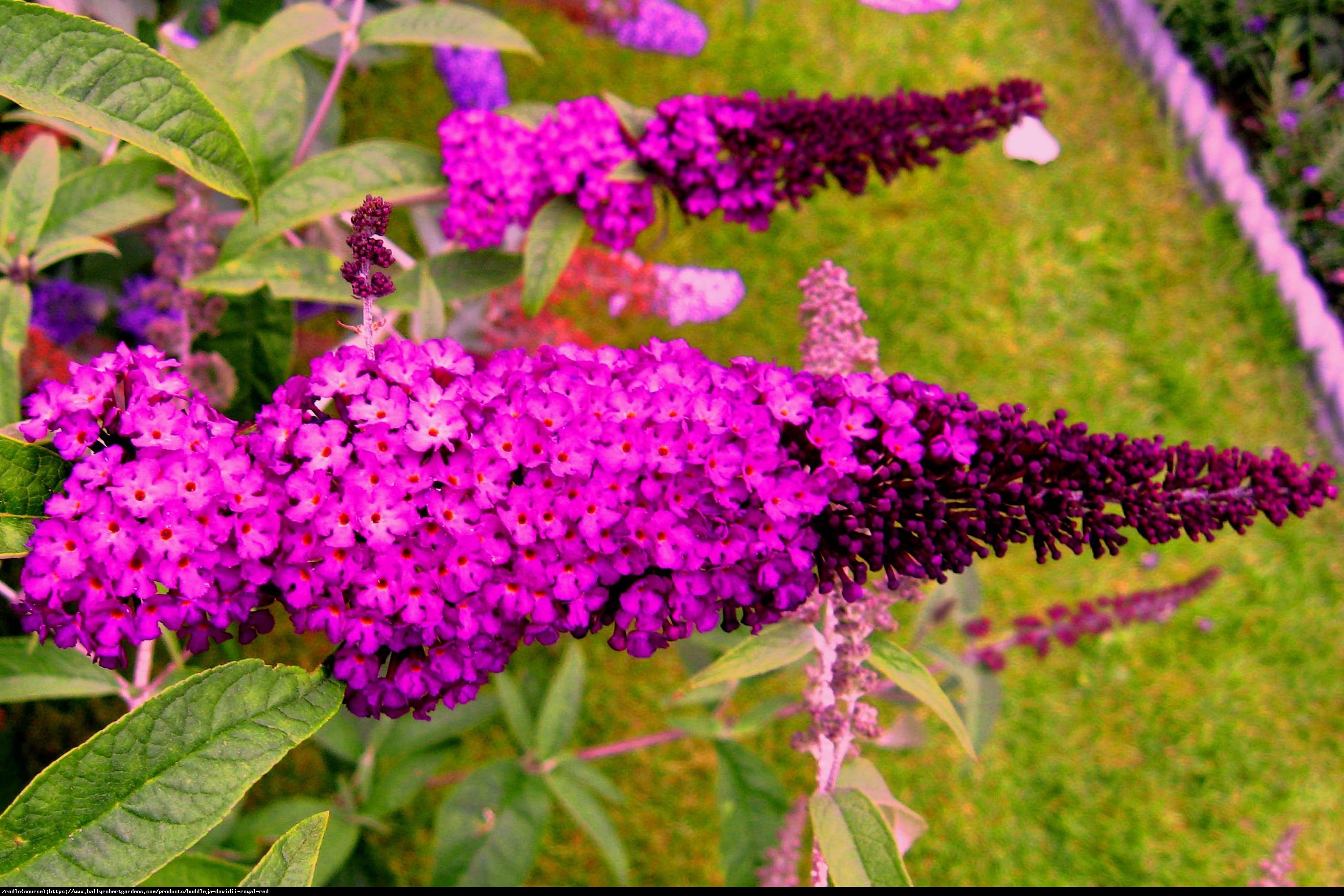 Budleja Dawida  Royal Red  NA PNIU !!! - Buddleia davidii  Royal Red 