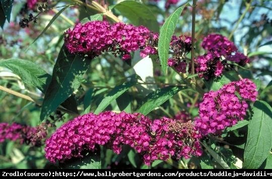 Budleja Dawida  Royal Red  NA PNIU !!! - Buddleia davidii  Royal Red 