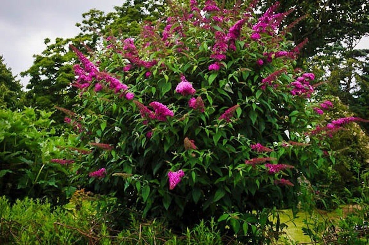 Budleja Dawida  Royal Red  NA PNIU !!! - Buddleia davidii  Royal Red 