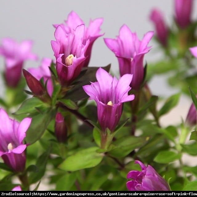 Goryczka 'Little Pinkie'-UNIKAT WŚRÓD ROŚLINEK SKALNYCH!!! - Gentiana hybrida