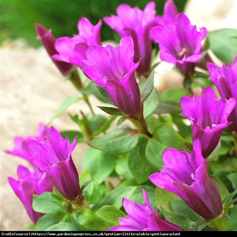 Goryczka 'Little Pinkie'-UNIKAT WŚRÓD ROŚLINEK SKALNYCH!!! - Gentiana hybrida