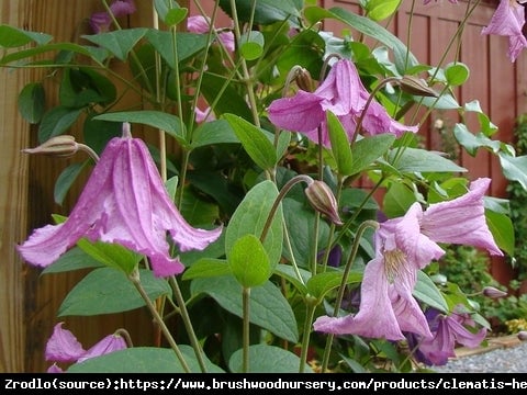 Powojnik bylinowy Heather Hershell - OKRYWOWY, wytrzymały !!! - Clematis Heather Hershell