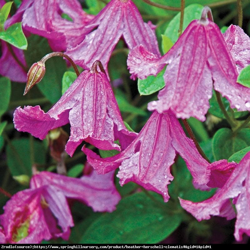 Powojnik bylinowy Heather Hershell - OKRYWOWY, wytrzymały !!! - Clematis Heather Hershell