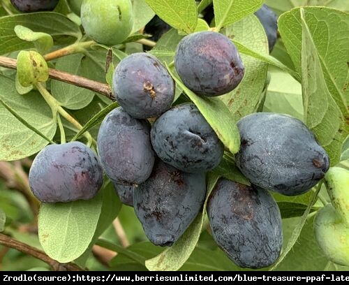 Jagoda kamczacka Blue Treasure - NIEZWYKLE AROMATYCZNE!!! - Lonicera caerulea var. kamtschatica BLUE TREASURE