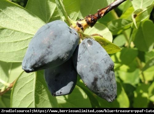 Jagoda kamczacka Blue Treasure - NIEZWYKLE AROMATYCZNE!!! - Lonicera caerulea var. kamtschatica BLUE TREASURE